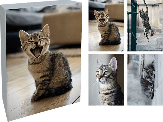 Hovedbilde Kortboks - A Cat's Tale