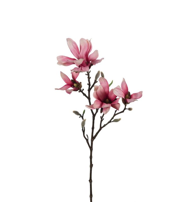 Magnolia 50 cm